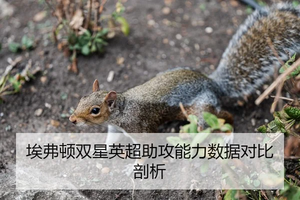 埃弗顿双星英超助攻能力数据对比剖析